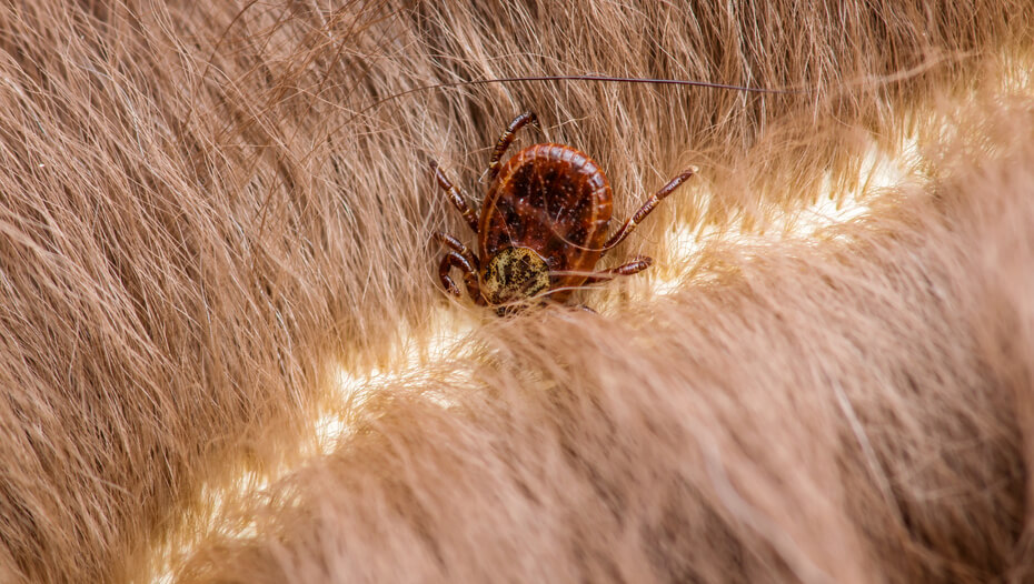 Ticks in cats Symptoms and how to remove them